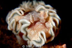 Glossodoris hikuerensis by Stan Flachs 